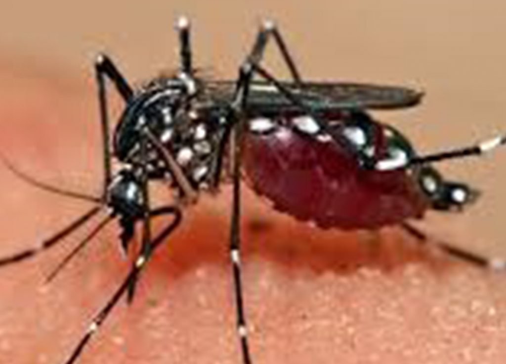 dengue1