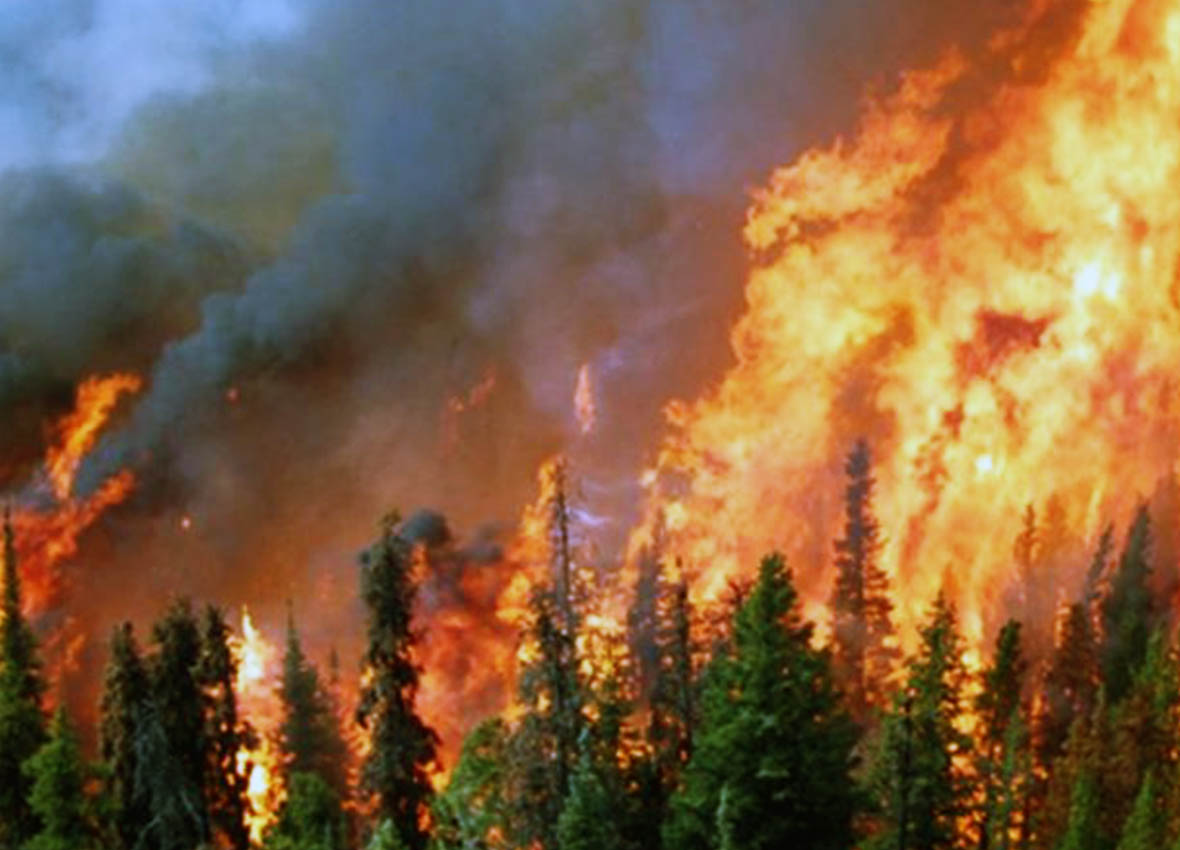 Forest fire is. Global warming Forest Fire. Fire Forest Home. Incendiile. Fire in the Forest.