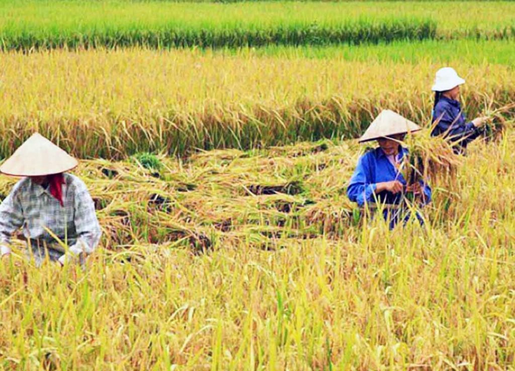palay12