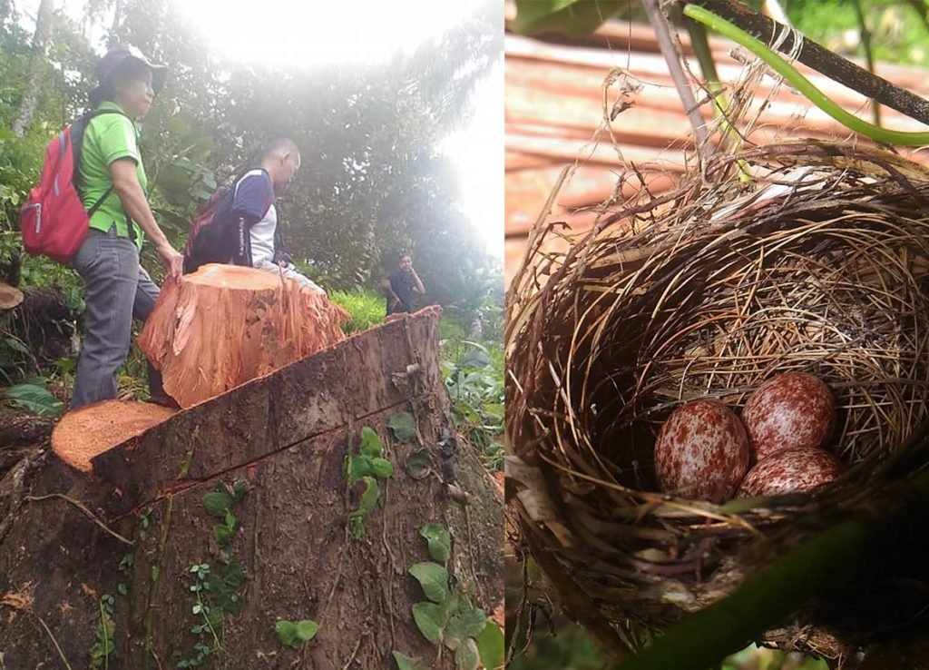 ILLEGAL TREE CUTTING