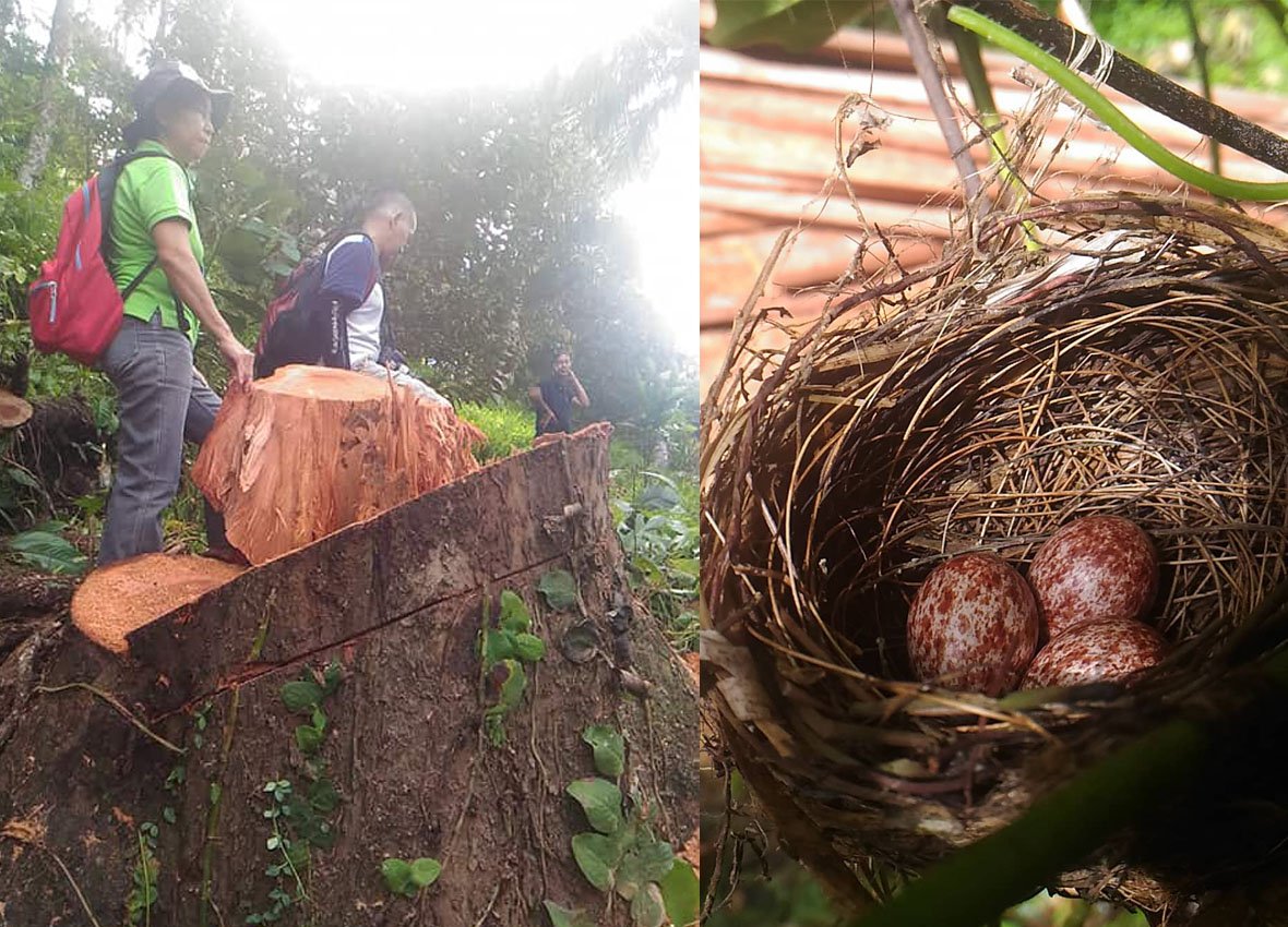 ILLEGAL TREE CUTTING