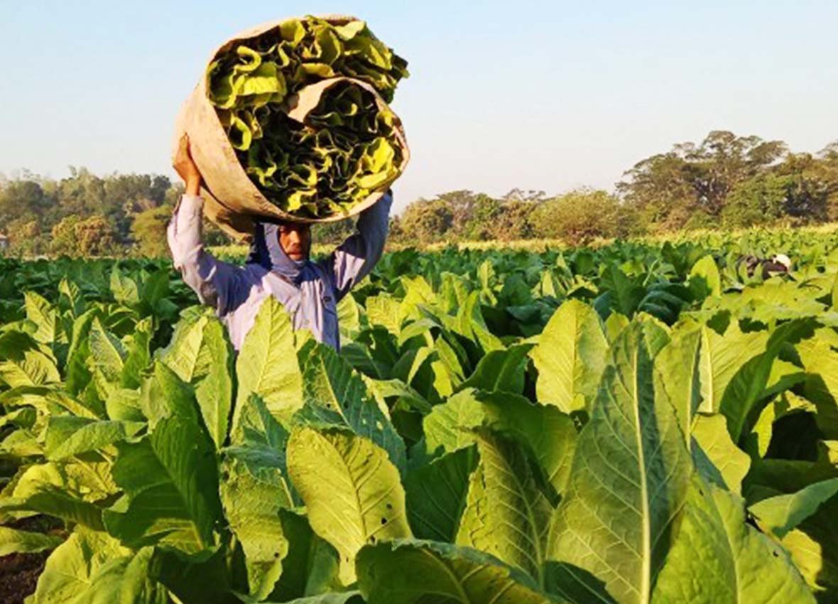 tobacco farmers12