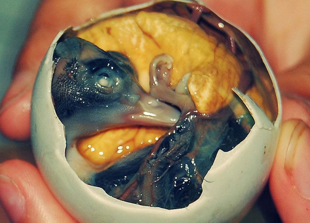 BALUT-2