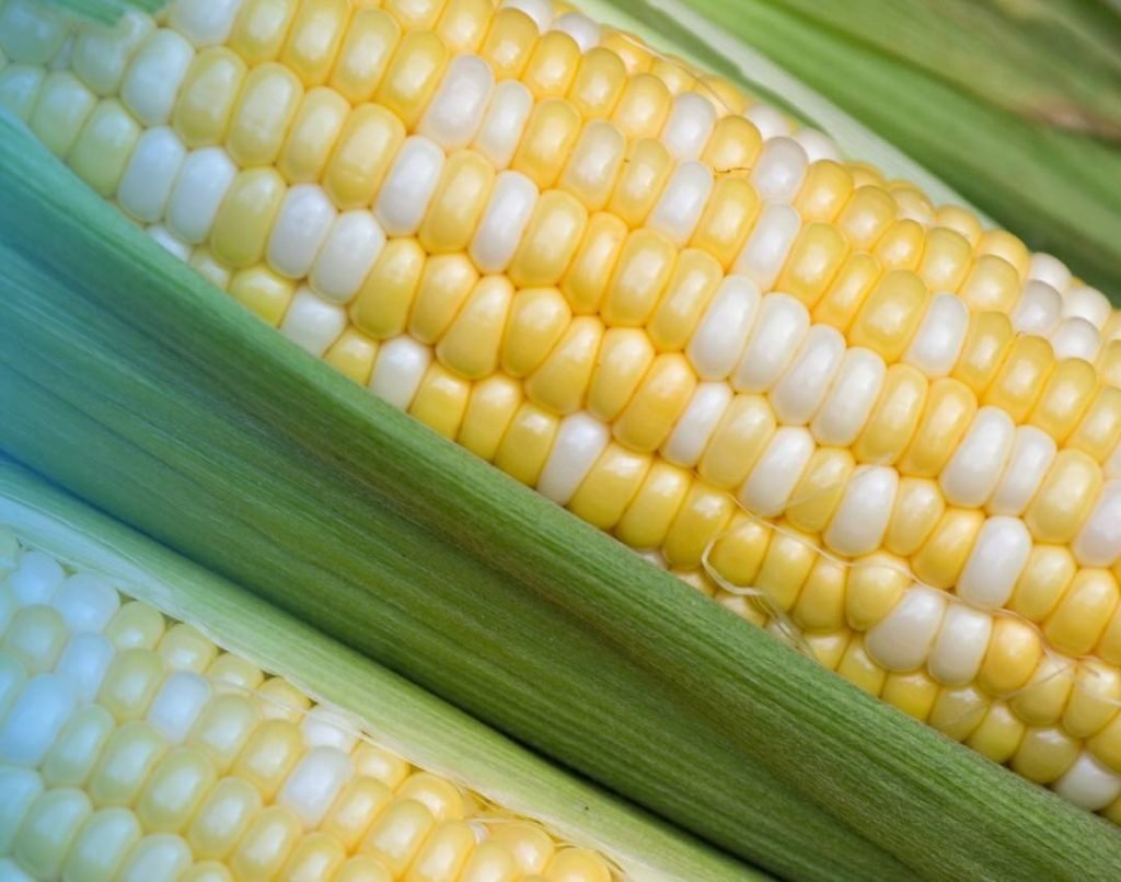 corn